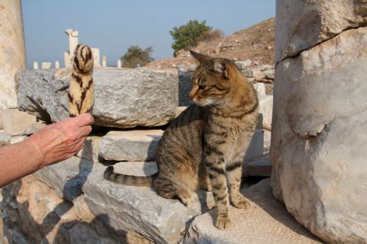 Tiggy went on a Black Sea cruise in 2014 and one of the late ports of call took him to western Turkey and the ruins of Ephesus. He was impressed by this historic site but also by the number of his relatives that he found there!